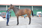 2010年産　父キングカメハメハ×母アンブロワーズ（牝） （馬名コナブリュワーズ）2